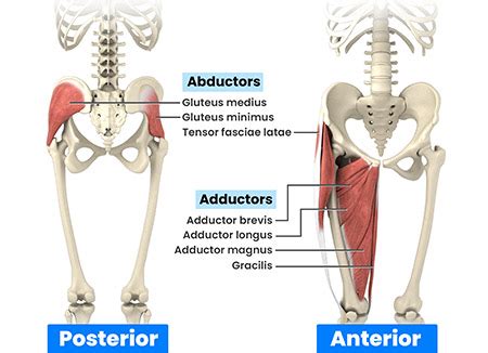 groin injuries in athletes Treatment New York, NY | Proximal Adductor ...