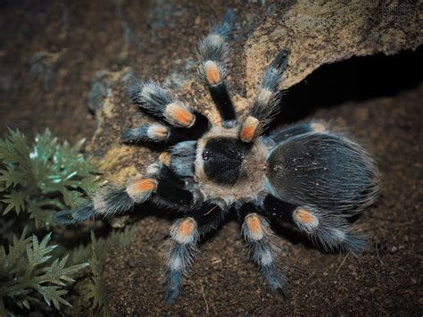 Brachypelma hamorii Juvenile Female | Arachnoboards