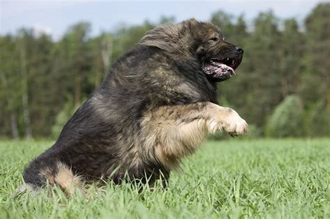 Russian Dogs 2022 - Russian Dog Breeds (Types, Descriptions)