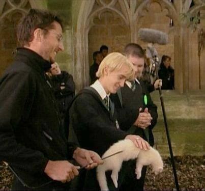 it's the ferret !! It's totally fake. And on a stick. Ha! | Harry potter draco malfoy, Harry ...