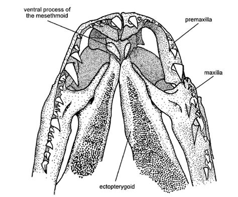 Virginia Tech Ichthyology Class : Payara - What Big Teeth You've Got ...