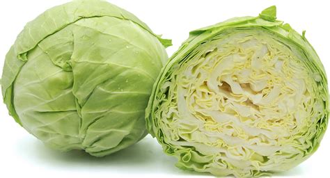 Green Cabbage Information and Facts