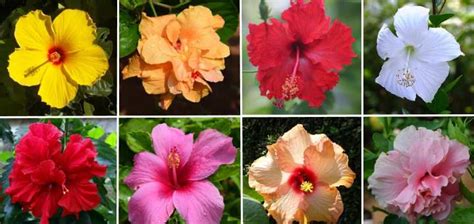 Types of Hibiscus with Their Flowers and Leaves (Pictures) - Identification