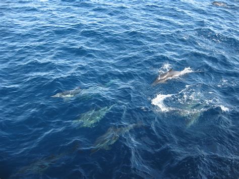 Common Bottlenose Dolphins, near Santa Cruz Island, Channe… | Flickr