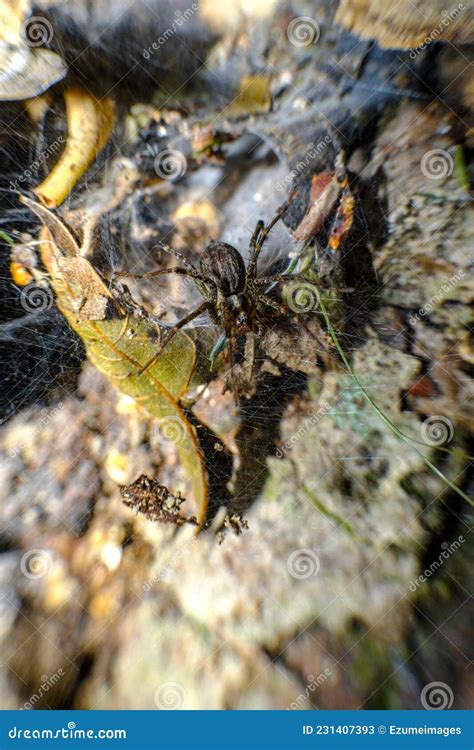 Macro Wolf Spider Nest stock image. Image of legs, arachnid - 231407393