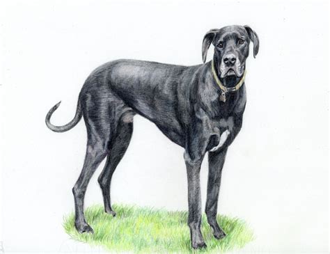 Great Dane | Custom pet portraits, Pet portraits, Great dane