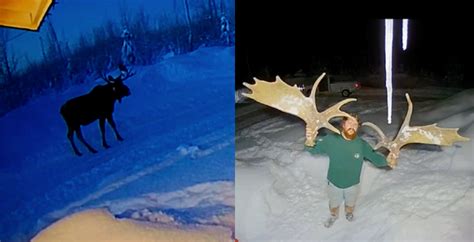 Doorbell camera captures moose shedding antlers in rare video | Canada