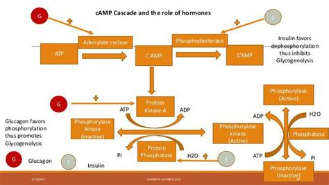 Glucagon and glycogenolysis - MEDizzy