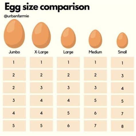 Egg Labels: The Ultimate Guide for Buying Eggs! - Urban Farmie