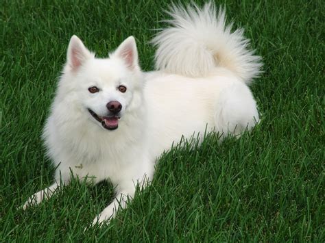 American Eskimo Dog: Temperament, Grooming, Training Methods and More ...