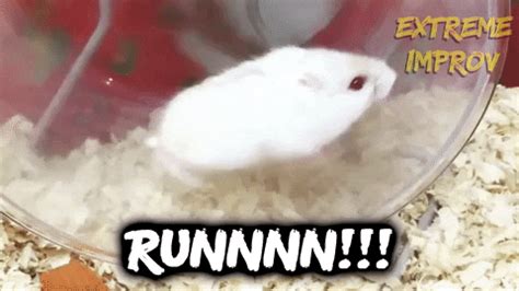 Gerbil GIFs - Find & Share on GIPHY