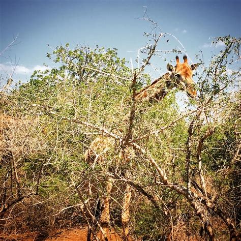 Premium Photo | Giraffe amid plants on landscape