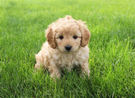 Cockapoo (Cocker Spaniel Poodle Mix) Info, Temperament, Lifespan ...