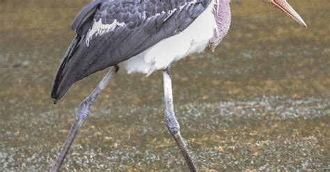 Marabou stork walking on grassland in habitat · Free Stock Photo