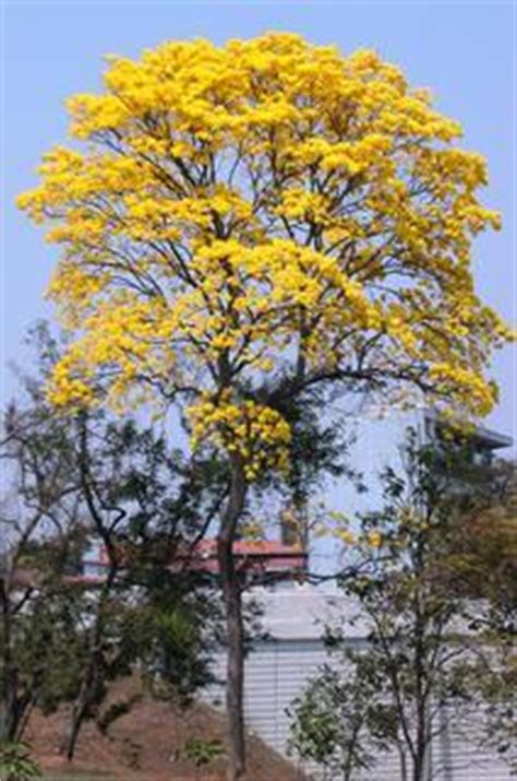 Tabebuia guayacan - Guayacn -- Discover Life