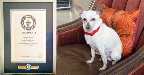 21-Year-Old Chihuahua in Palm Beach Named ‘World’s Oldest Dog Living,’ Covets Guinness World Record