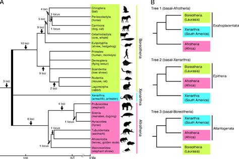 Mammal Phylogeny