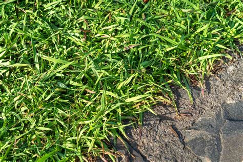 How To Grow Carpet Grass | Storables