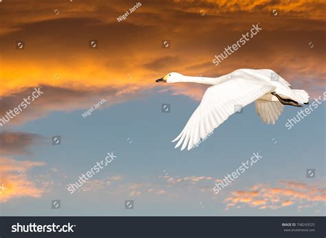 Beswicks Swan Flying Against Sunset Background Stock Photo 748243525 ...