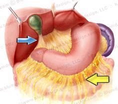 A fun and easy way to remember 'Haustra of the colon' in Medicine ...