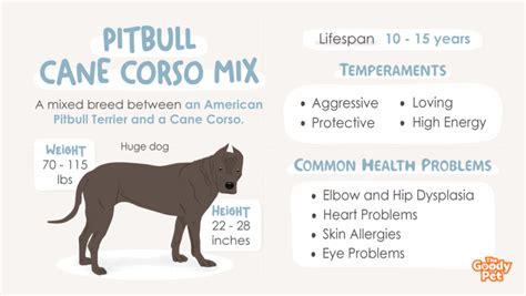 Pitbull Cane Corso Mix - Your Complete Breed Guide - The Goody Pet