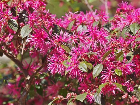 About Chinese Fringe Plants - Tips For Growing Loropetalum Shrubs