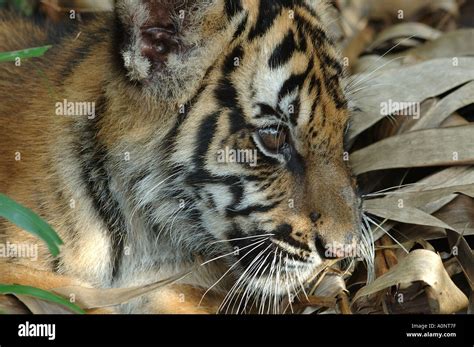 Bengal tiger cub Stock Photo - Alamy