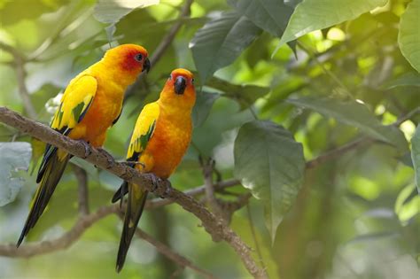 Parrots In The Tropical Rainforest