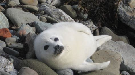 It's the season for seal pups, and they might show up in weird places | CBC News