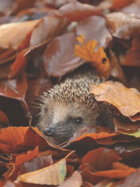 Hedgehog In Autumn Leaves Pictures, Photos, and Images for Facebook, Tumblr, Pinterest, and Twitter