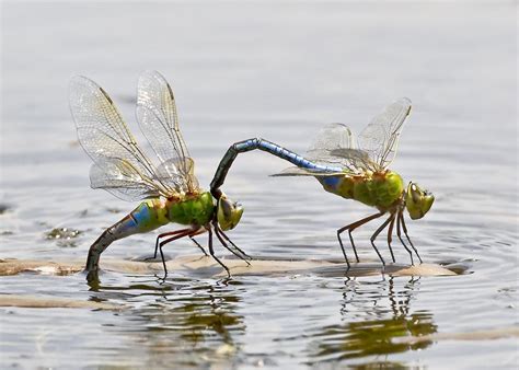 Creature Feature: Green Darner Dragonflies - Columbus Audubon