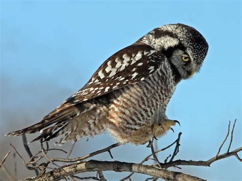 Northern Hawk Owl Bird Facts (Surnia ulula) | Birdfact