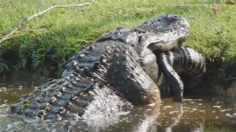 Huge alligator eats another gator in South Carolina | wtsp.com