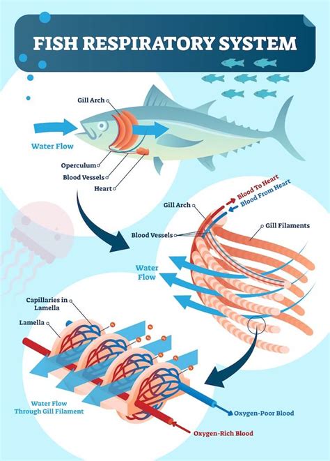 Can Fish Drown? 2 Ways Fish Can Suffocate - Everything Fishkeeping