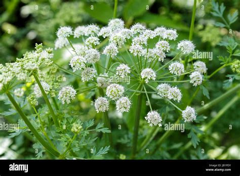 Hemlock Water Dropwort, Oenanthe crocata Stock Photo - Alamy