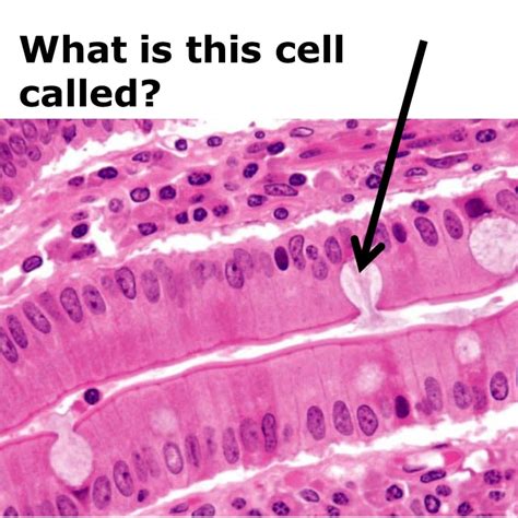 Level 15 - Histology Pictures - Human Anatomy I - Memrise