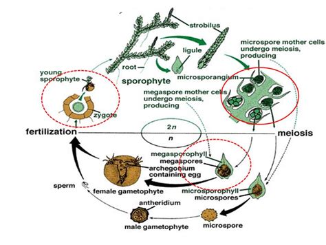 Seed habit in Selaginella | Plant science, Seeds, Habits