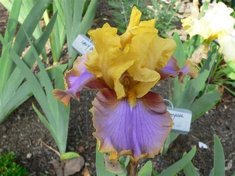 PlantFiles Pictures: Tall Bearded Iris 'Waimea Canyon Sunrise' (Iris ...