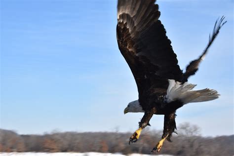 Home - Ferry Bluff Eagle Council - Bald Eagle Watching Days