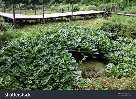 Nuphar Japonica Stock Photo 669679165 | Shutterstock