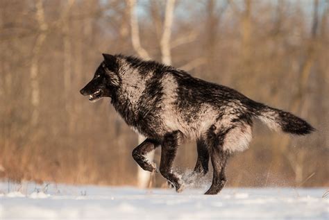 White Wolf : Perfect Timing Photos: A Close Encounter With A Minnesota ...