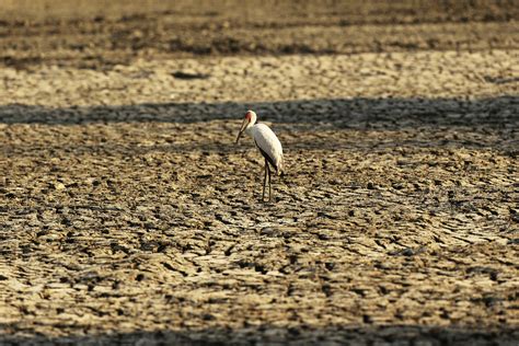 Drought parches southern Africa, millions faced with hunger