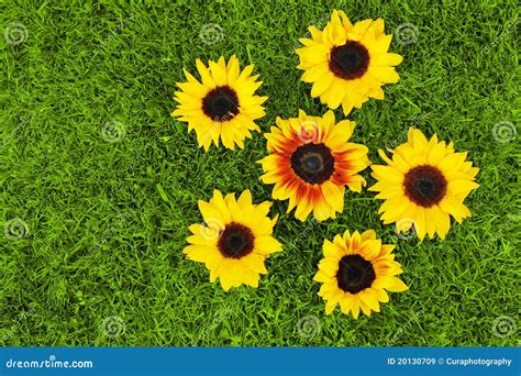 Sunflowers and grass stock image. Image of sunflower - 20130709