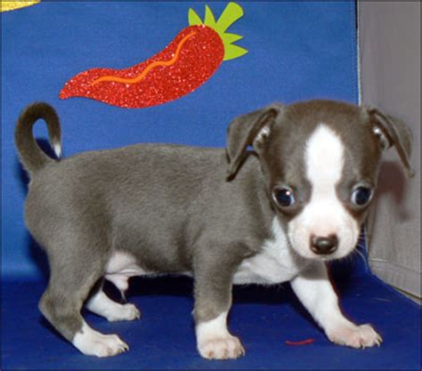 45+ Blue Teacup Chihuahua Puppies For Sale - l2sanpiero