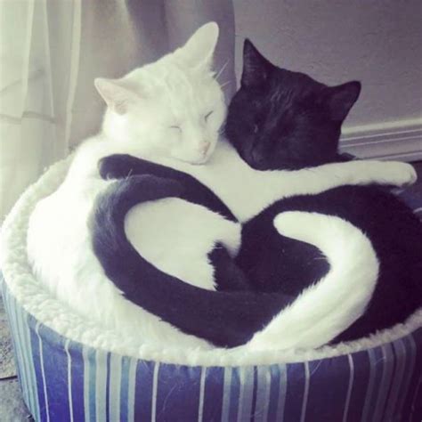 14 Pictures of Yin And Yang Cats That Look Purr-fect Together - We Love ...