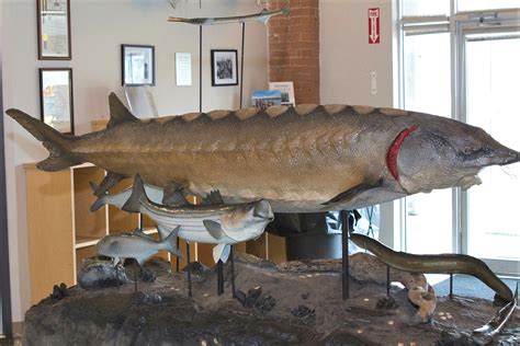 Hudson River Animal of the Month: Atlantic Sturgeon | Center for the Urban River at Beczak ...