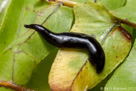 Information on Terrestrial Flatworms and Hammerhead Worms | NC State Extension