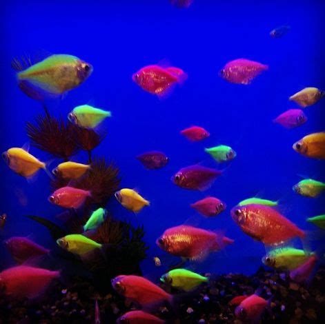 Fish, Sale | PetSmart | Glofish, Fish pet, Petsmart