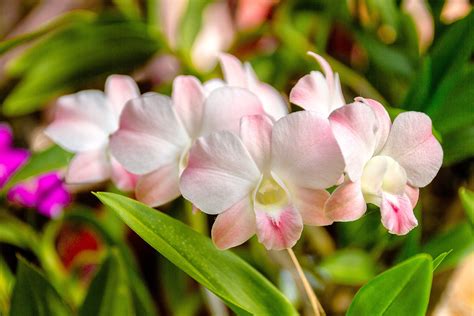 Fotos gratis : blanco, hoja, pétalo, botánica, flora, Tailandia, orquídea, flor silvestre ...