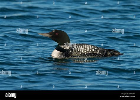 Great Northern Diver in breeding plumage Stock Photo - Alamy